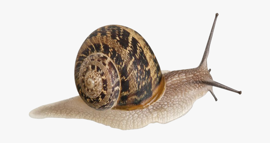 Muller - Aspersa Muller, HD Png Download