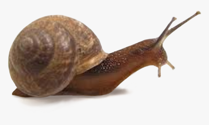 #trend #idk #fiesta #polyvore #niche #moodboard #tumblr - Snail Names, HD Png Download