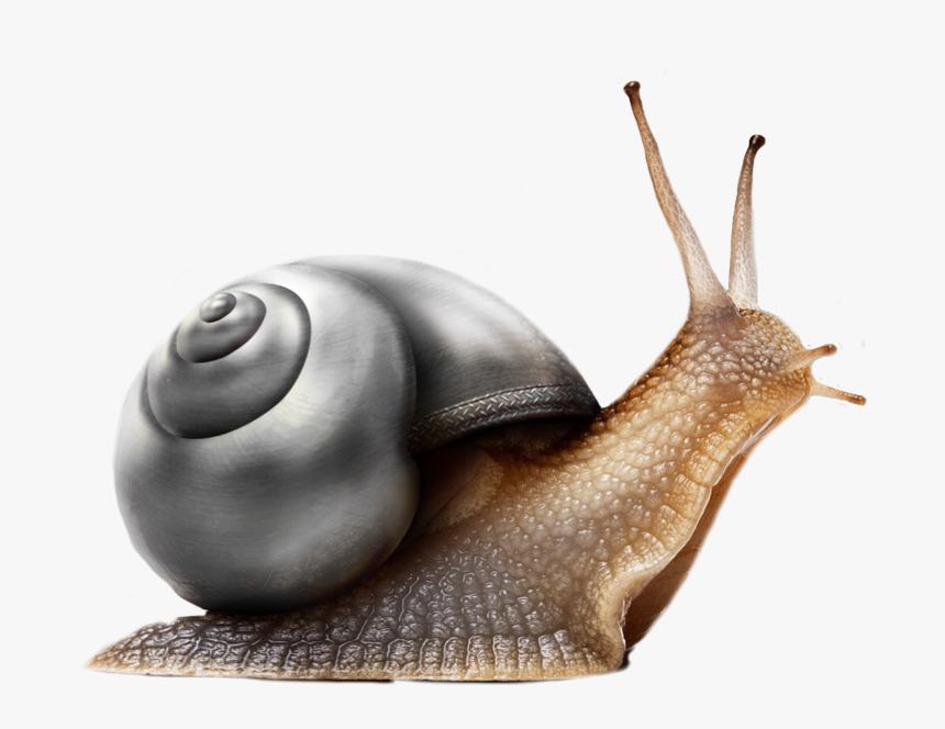#snail #black #freetoedit - Neue Arbeitswoche Lustig, HD Png Download