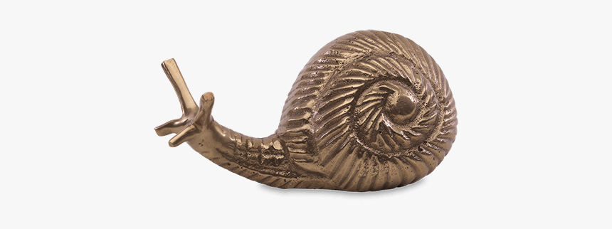 Snail Paper Weight - Sea Snail, HD Png Download