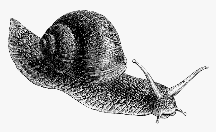 Working At A Snail's Pace, HD Png Download