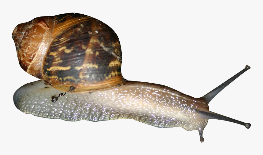 Snail Png - Garden Snail Png, Transparent Png