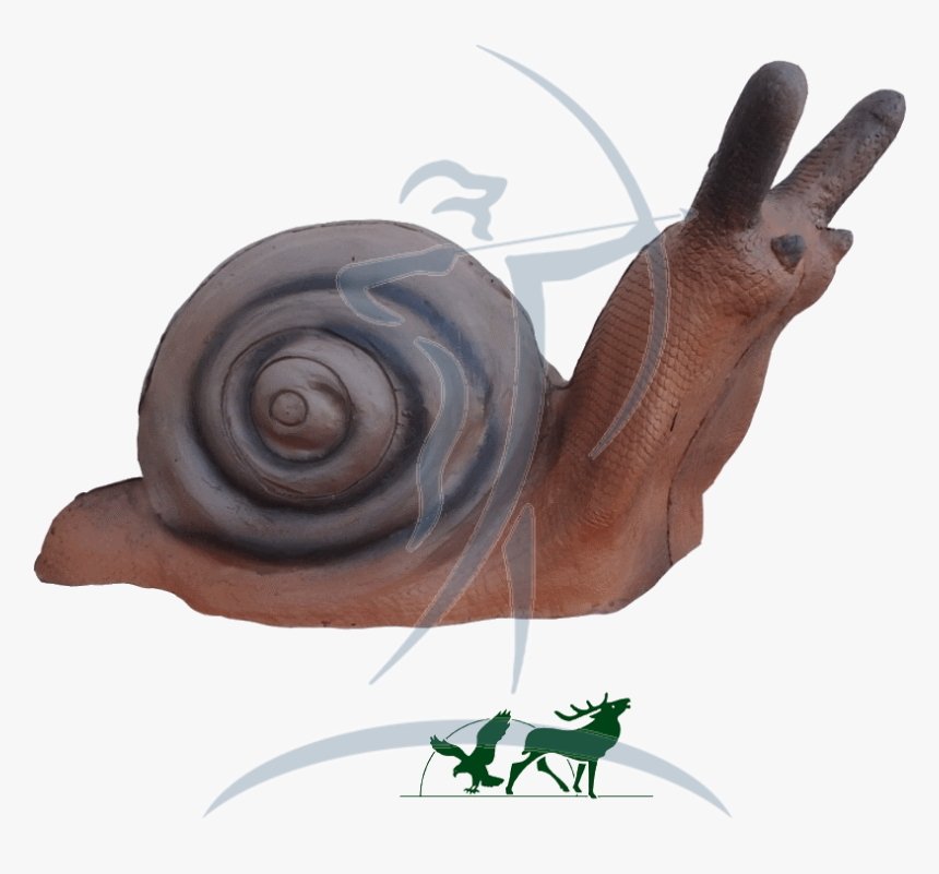 Leitold 3d-target Snail - Lymnaeidae, HD Png Download