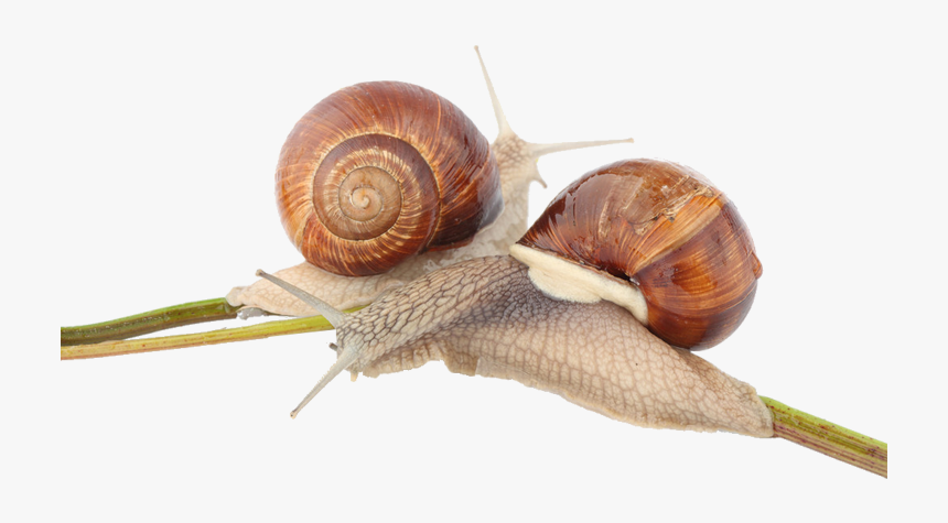 Lymnaeidae, HD Png Download
