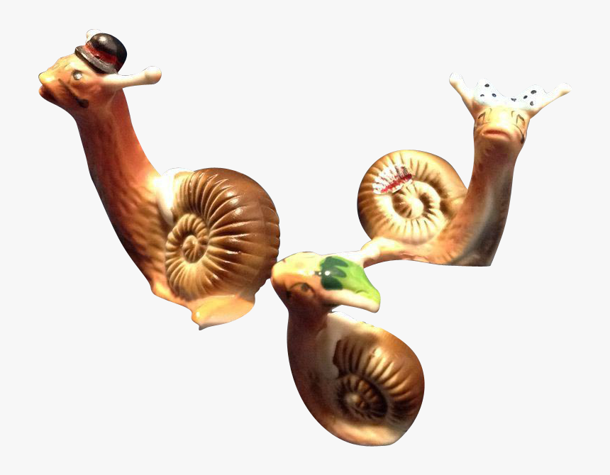 Lymnaeidae, HD Png Download