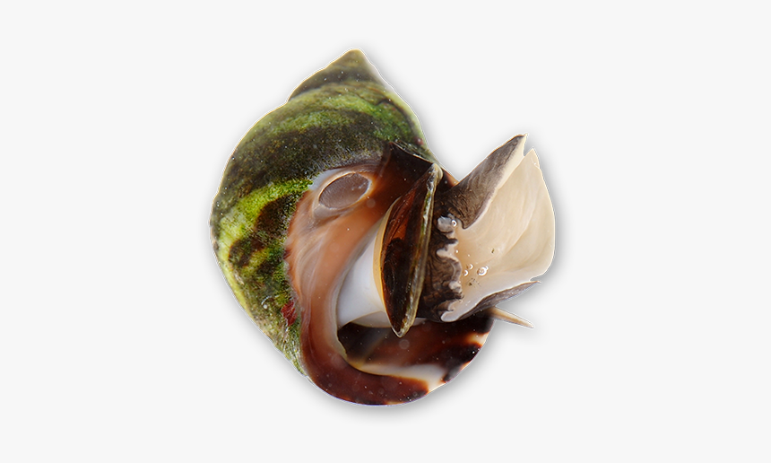 Periwinkle Snails - Shell, HD Png Download