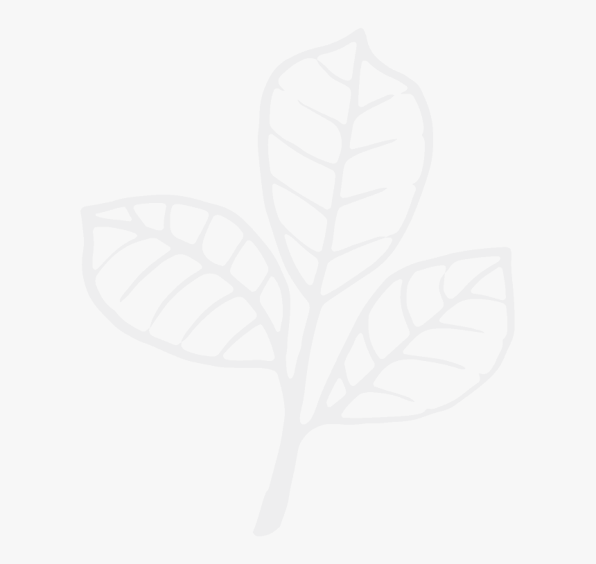 Maple, HD Png Download