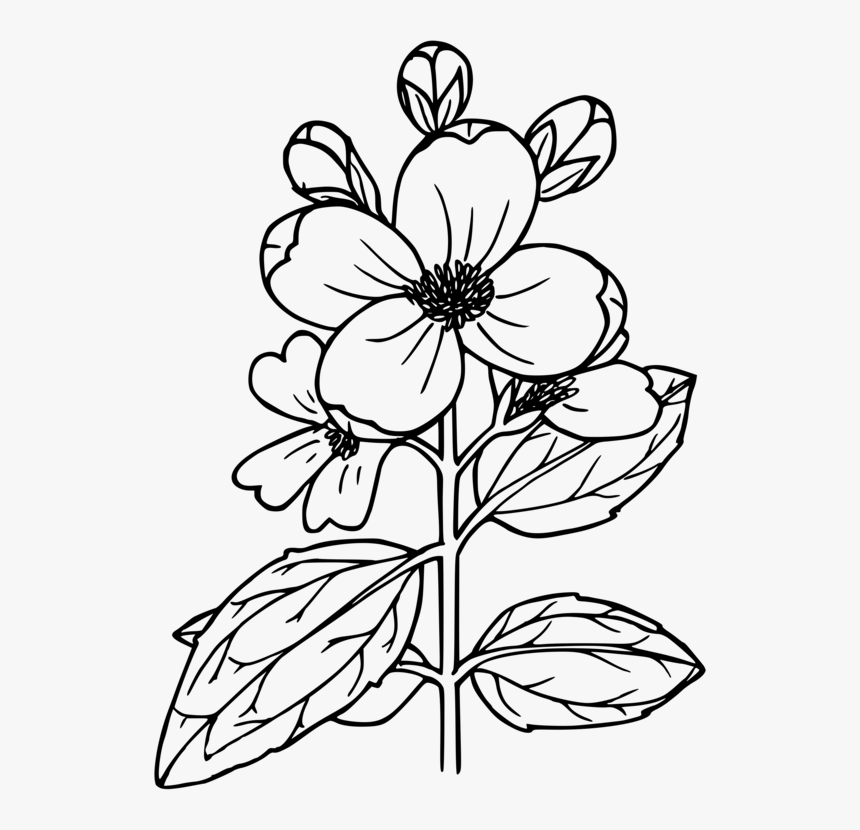 Symmetry,monochrome Photography,petal - Lewis Mock Orange Drawings, HD Png Download