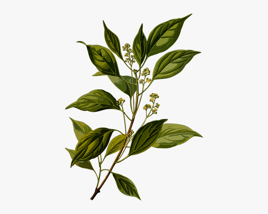 Imagem Gratis No Pixabay - Cinnamomum Camphora Botanical, HD Png Download