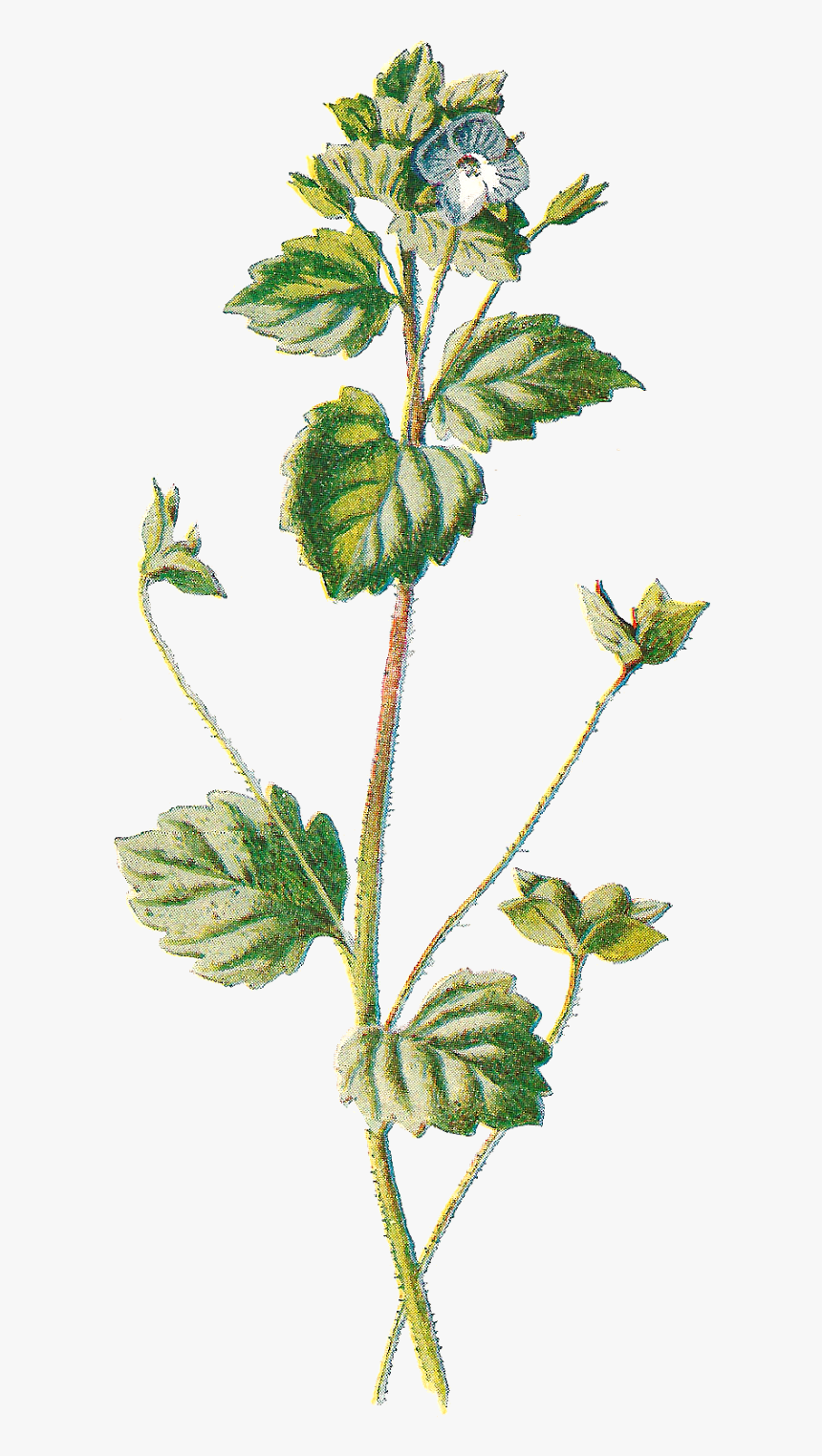 Vintage Botanical Illustration Png, Transparent Png
