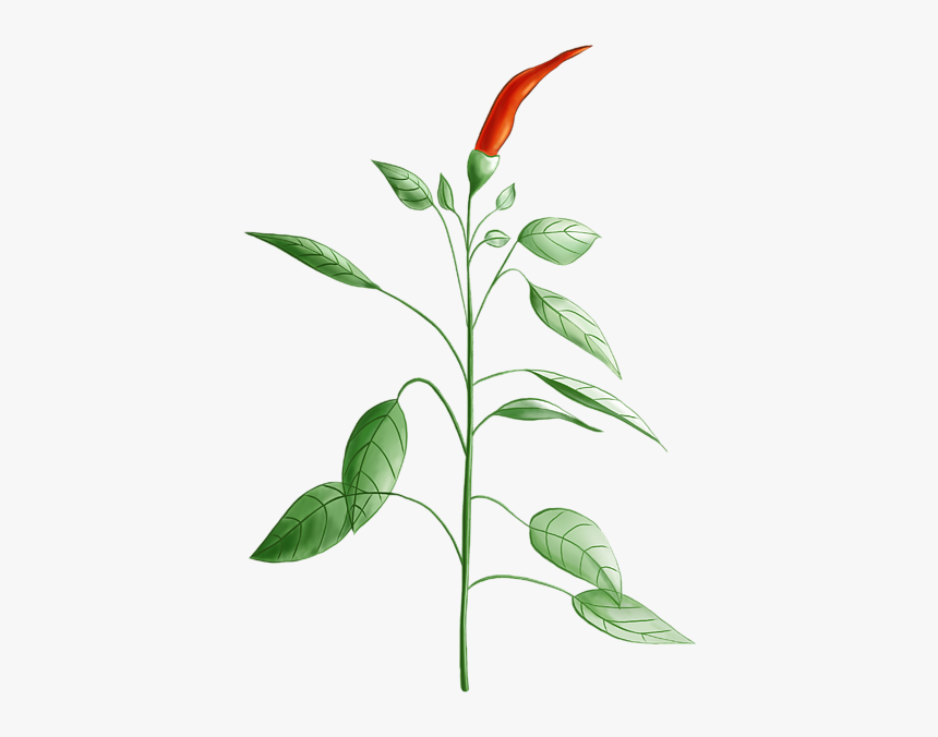 Planta De Aji Dibujo, HD Png Download