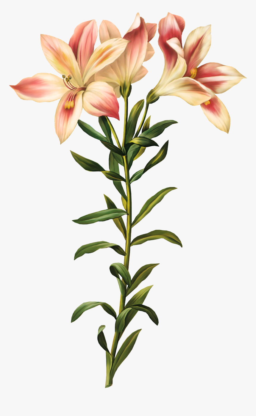 Jpg Black And White Download Lily Of The Printmaking - Lily Of The Incas Tattoo, HD Png Download