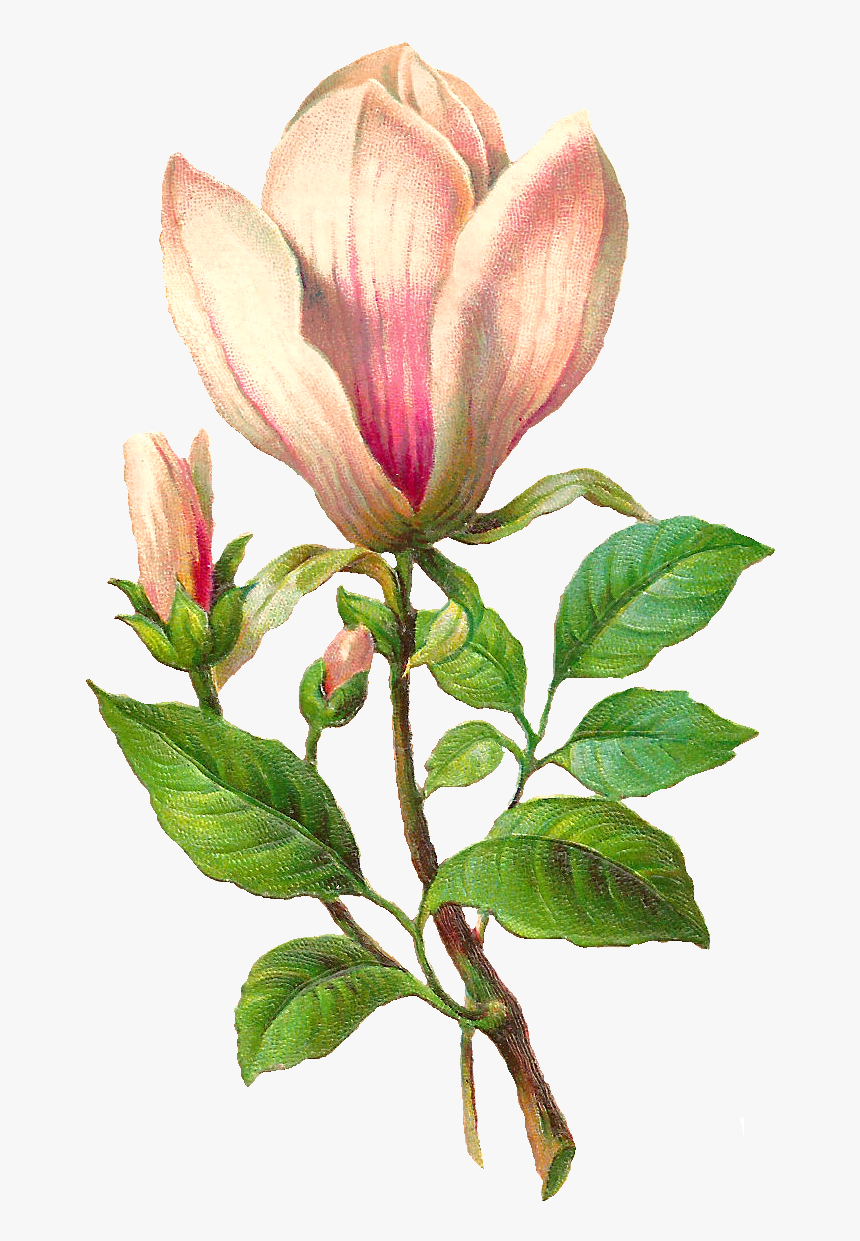 Flower Botanical Art Image - Antique Magnolia Botanical Illustration, HD Png Download