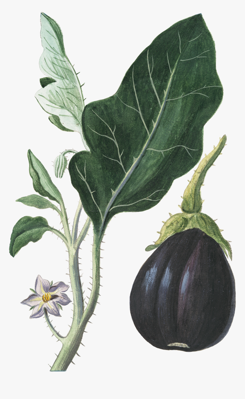Eggplant Vegetable Botanical Illustration Botany - Botanical Vegetable Illustration, HD Png Download