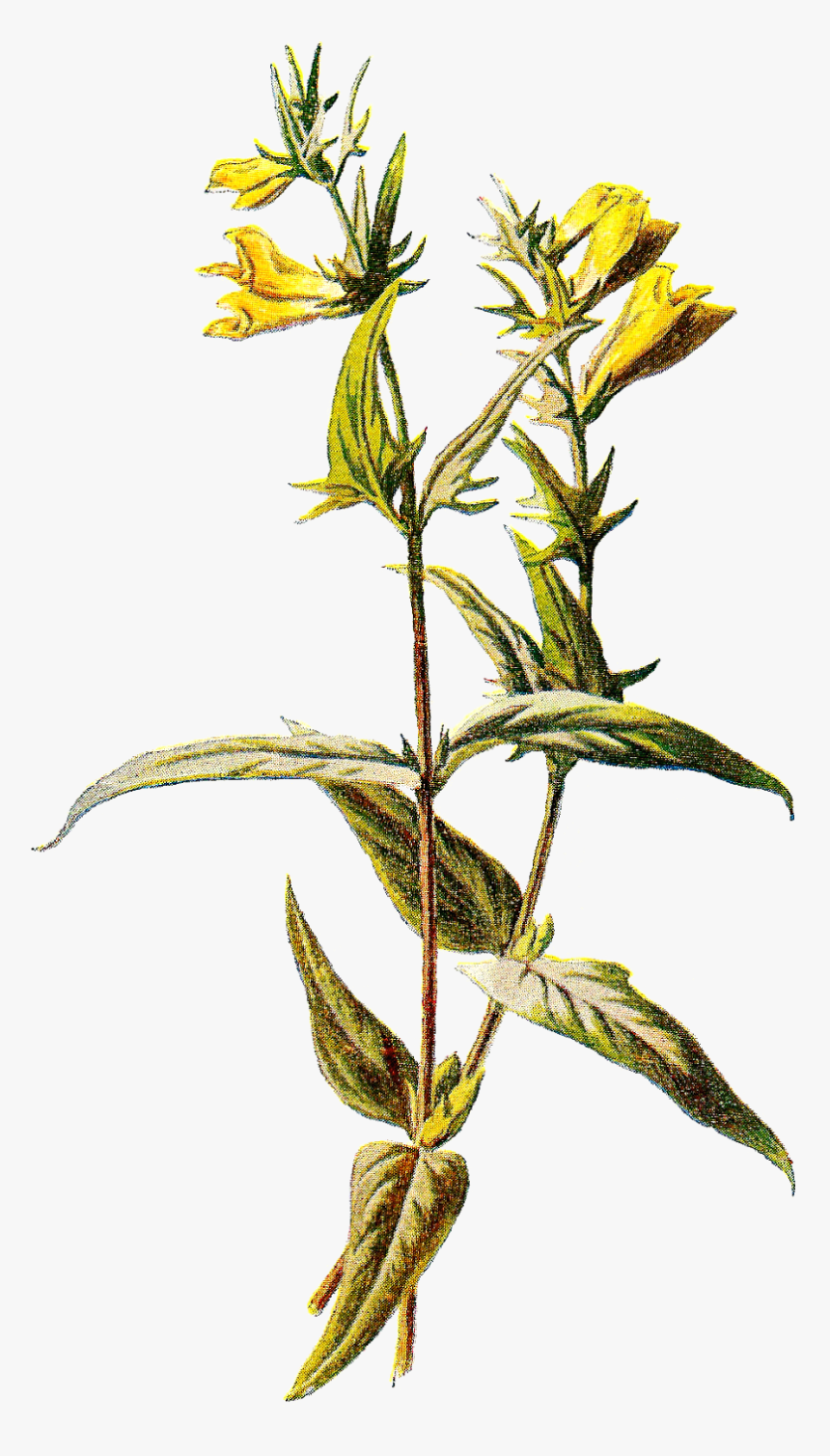 Perforate St John's Wort, HD Png Download