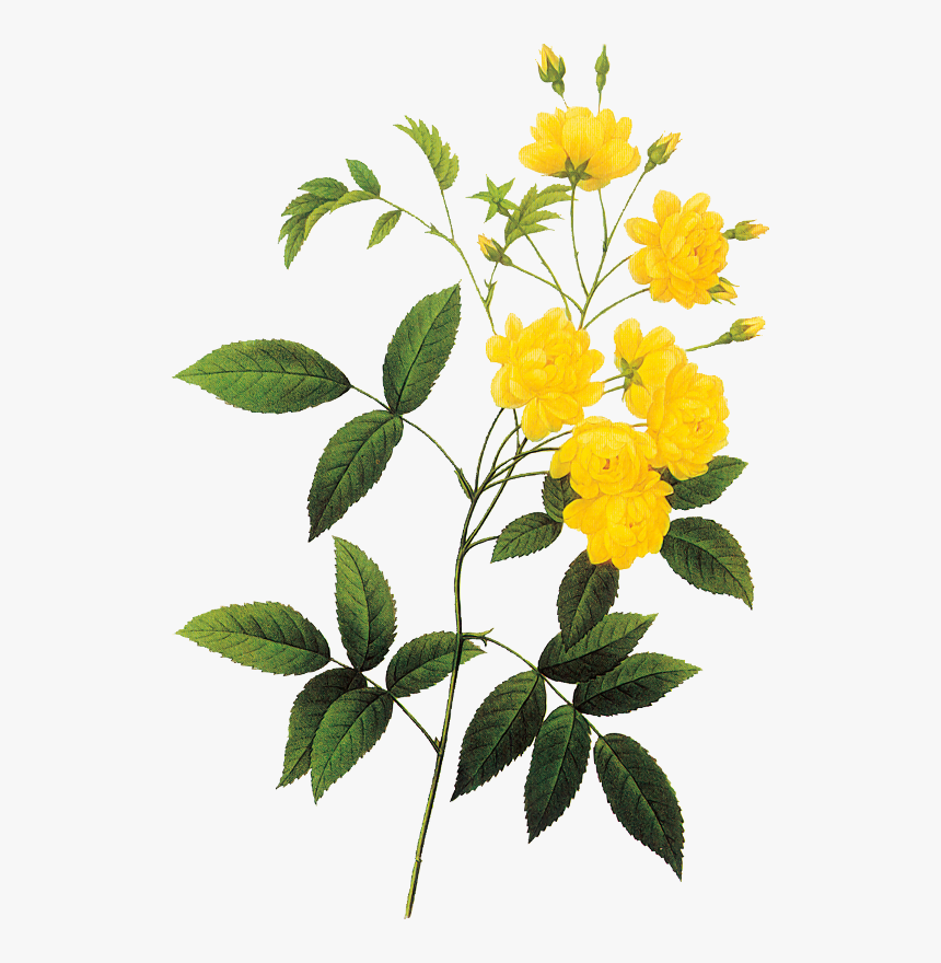 Botanical Drawings Png, Transparent Png