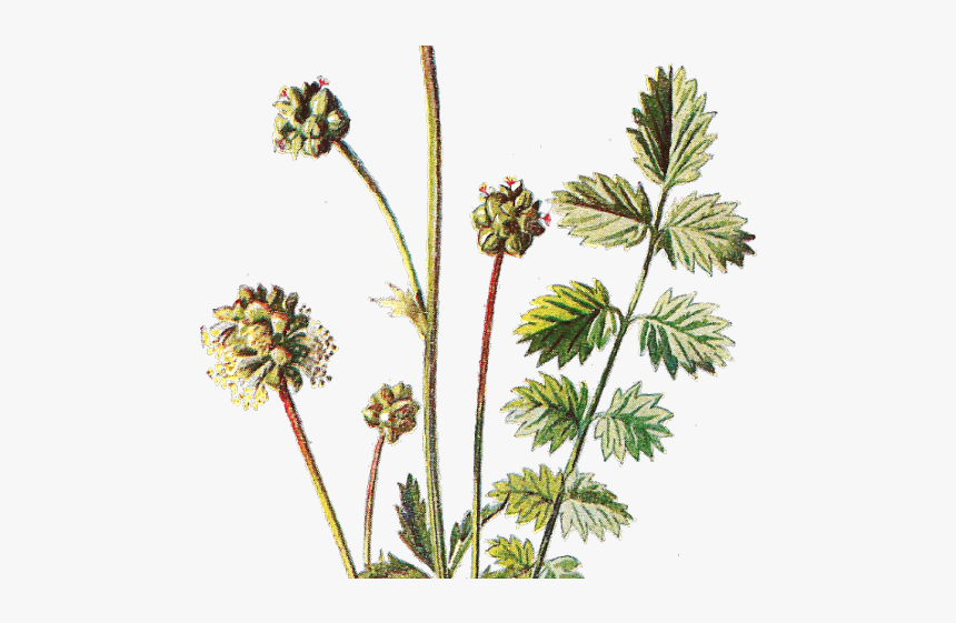 Foxwedding Nemy, HD Png Download