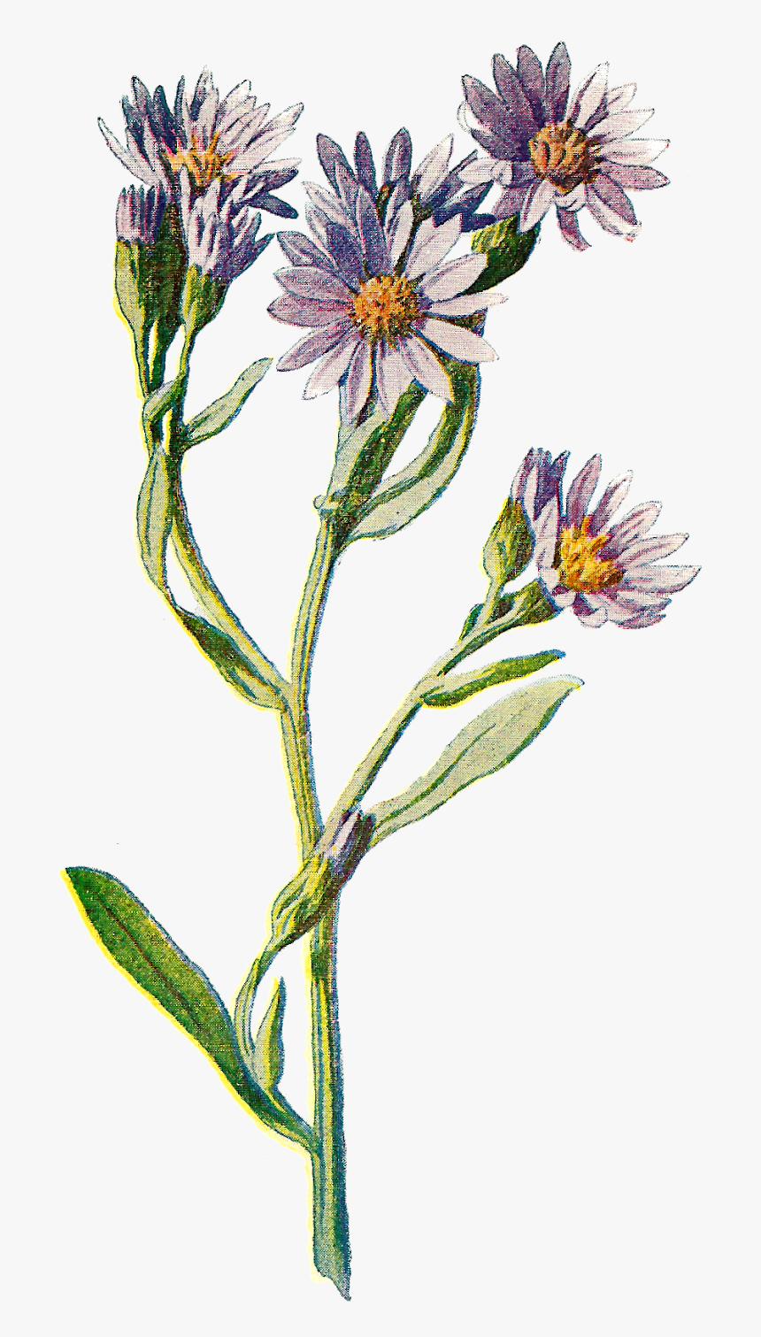 Flower Clip Art Wildflower Illustration Digital Download, HD Png Download