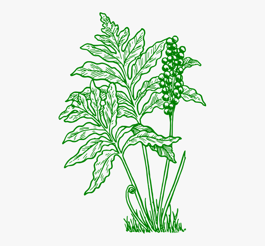 Fern Clip Art, HD Png Download