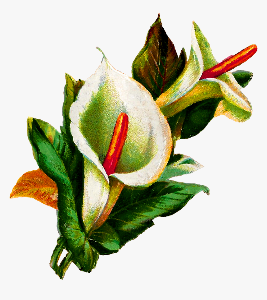 Flower Calla Lily Digital Clipart Download Botanical - Clipart Bunga Lily, HD Png Download