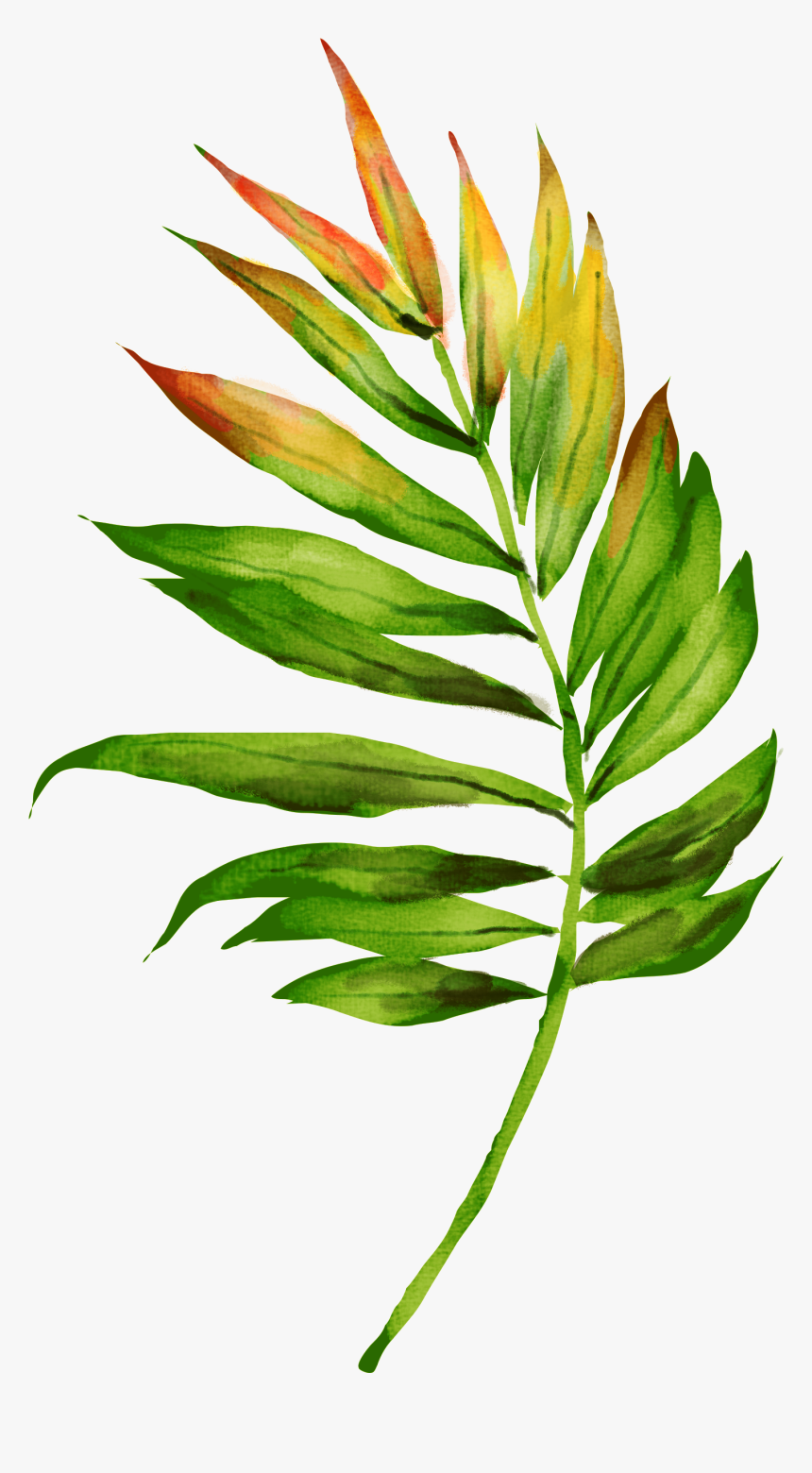 Jungle Plants Png, Transparent Png