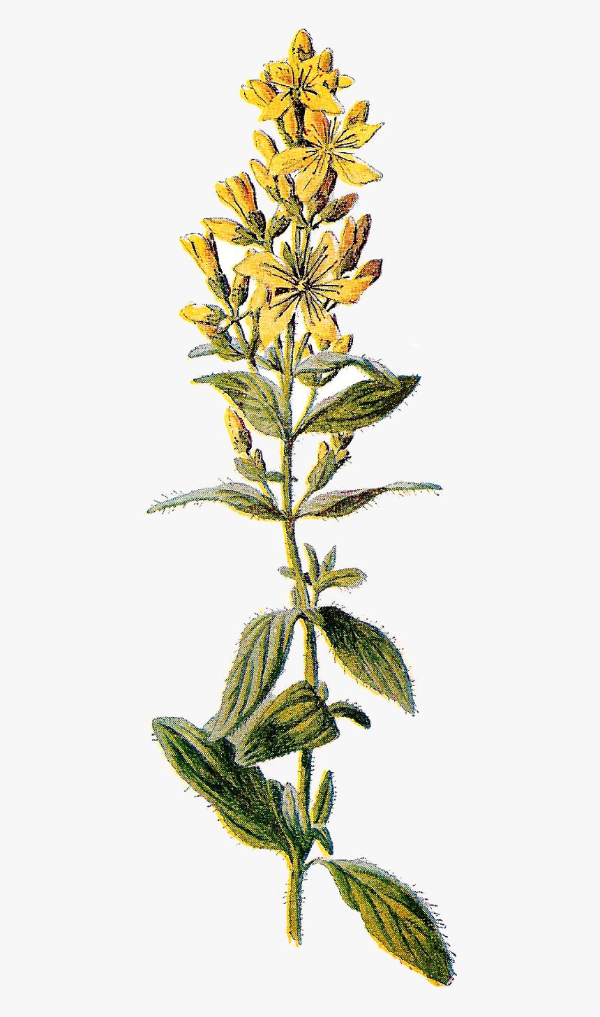 Botanical Image Wildflower Illustration - Botanical St Johns Wort, HD Png Download