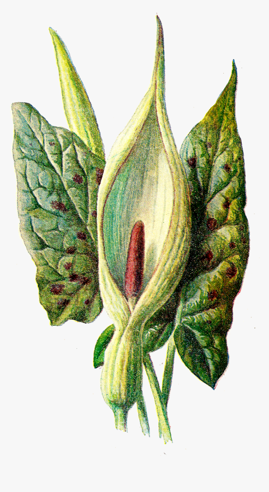 Flower Wildflower Digital Image Botanical Art - Arum Lilies, HD Png Download