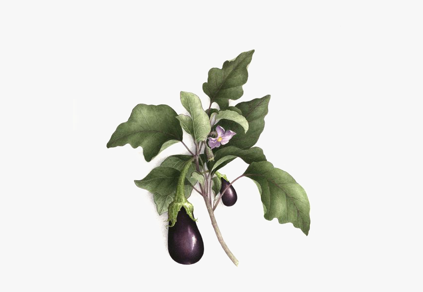 Picture Royalty Free Library Plum Drawing Botanical - Aubergine Botanical Illustration, HD Png Download