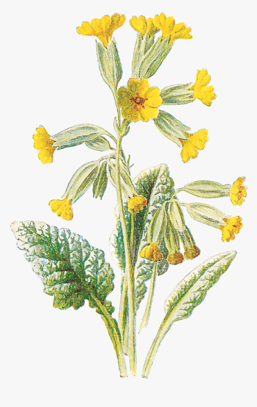 Flower Free Wildflower Botanical Artwork Digital Clip - Cowslip, HD Png Download