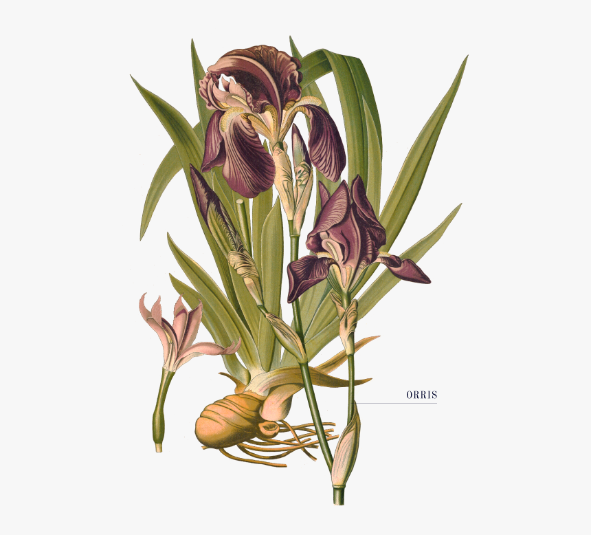 Iris Germanica Botanical Drawing, HD Png Download