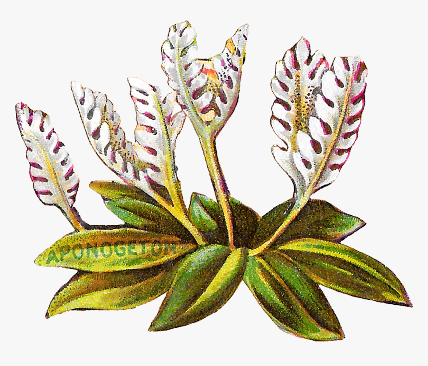 Floral Flower Botanical Art Clipart Digital Download - Illustration, HD Png Download