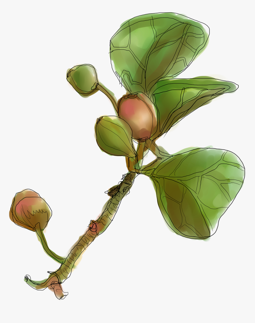 Botanical Drawing Lemon - Cascara Sagrada, HD Png Download