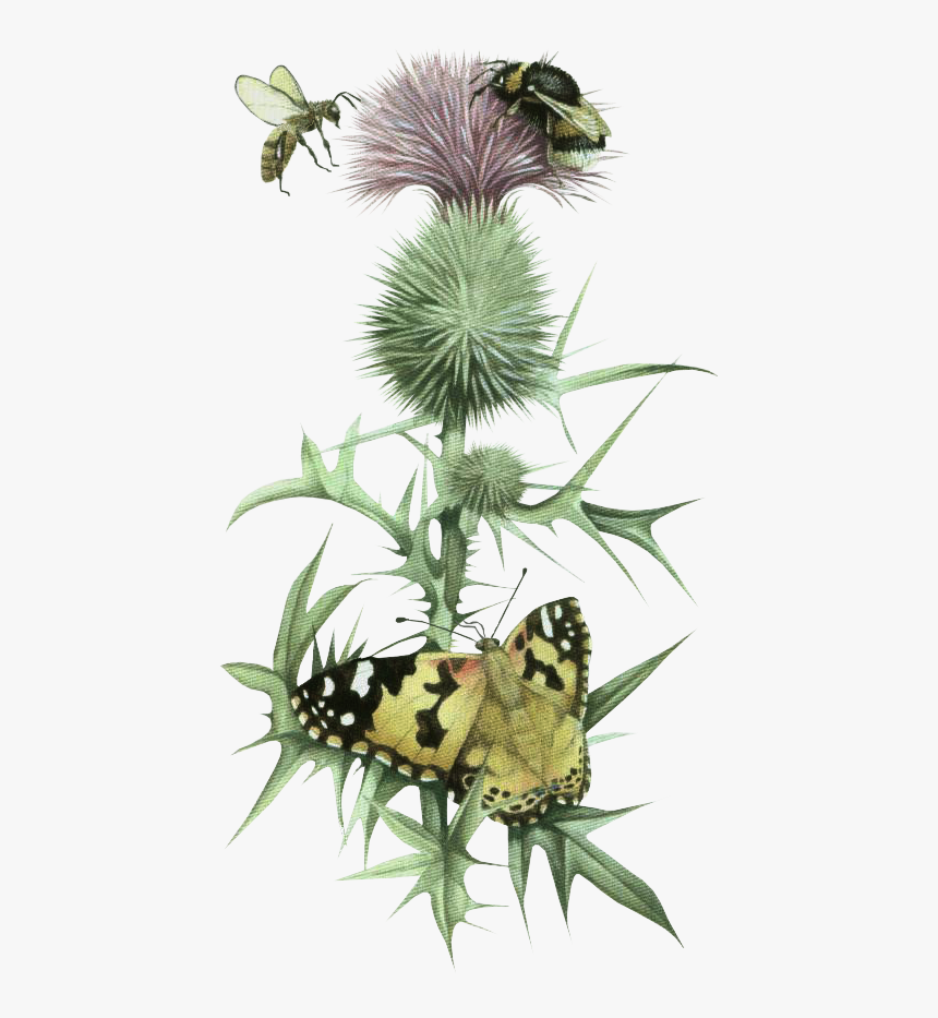 Papilio Machaon, HD Png Download