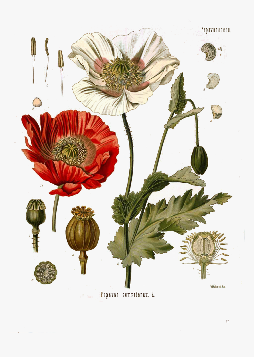 Pavot Opium, HD Png Download