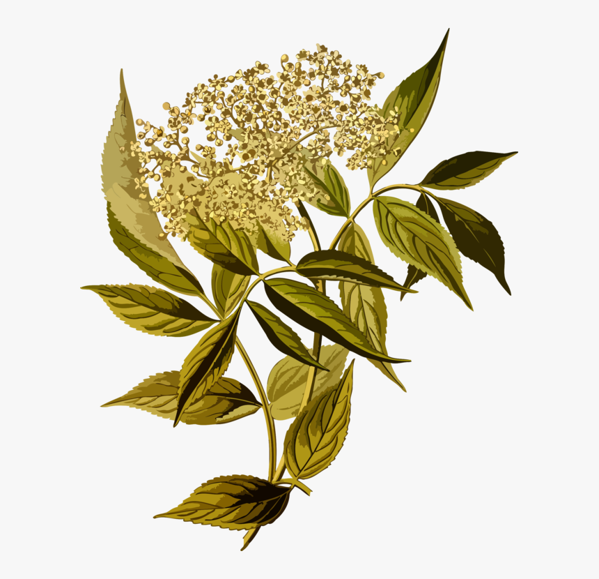 Botany,plant,flower - Köhler S Medizinal Pflanzen, HD Png Download