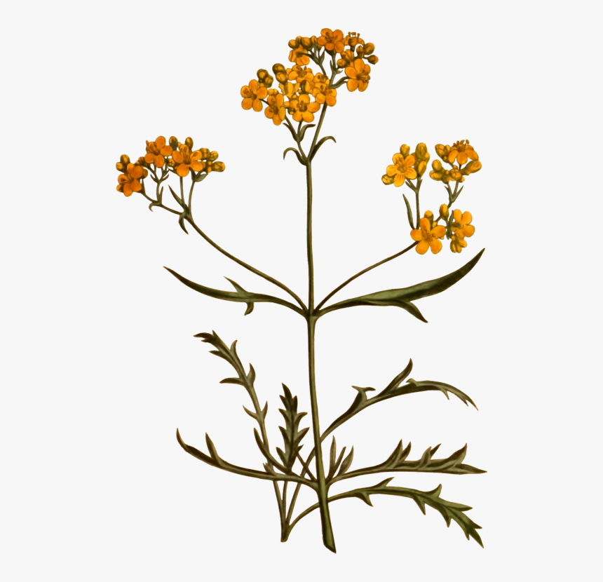 Plant,flora,common Tansy - Botanic Flower Png Transparent, Png Download