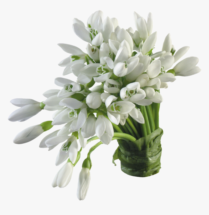 Tuberose Png, Transparent Png