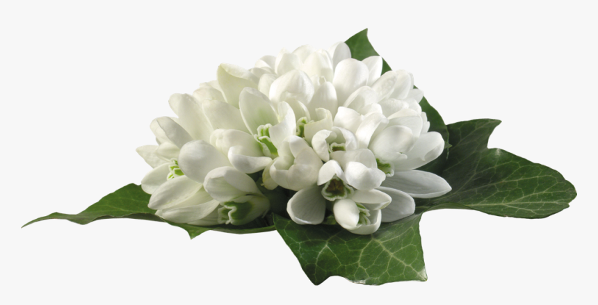 Подснежники Цветы Пнг, HD Png Download