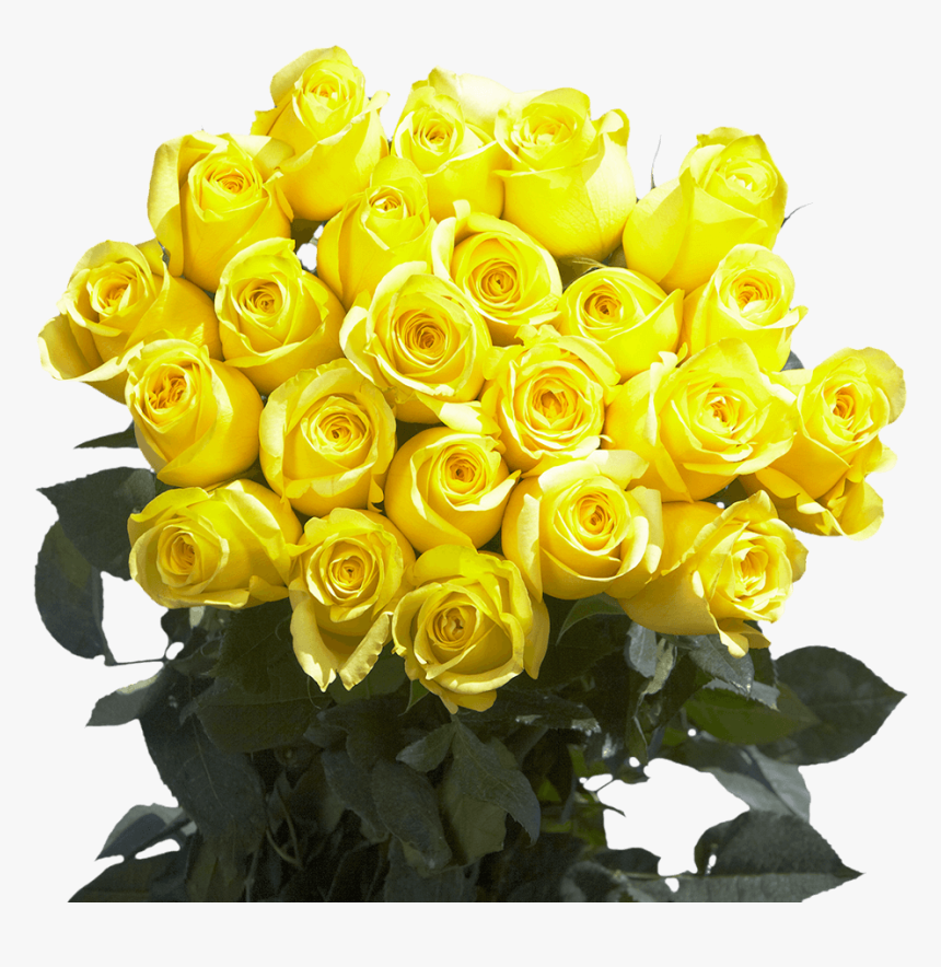 Floribunda, HD Png Download