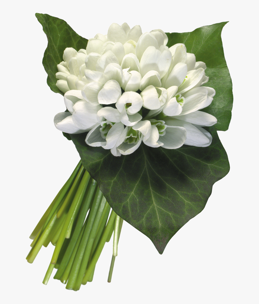 Snowdrops Png Bouquet, Transparent Png