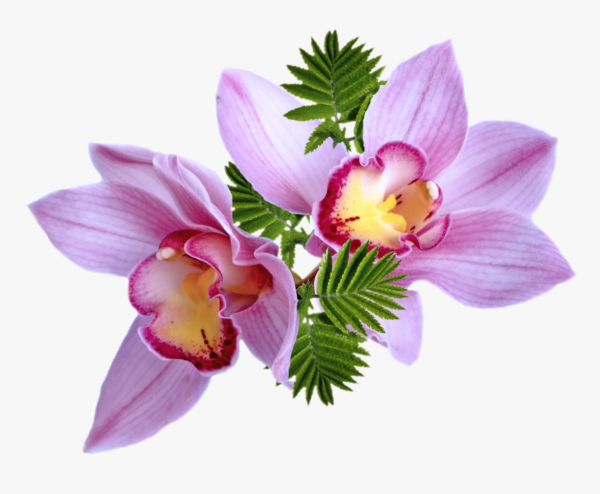 Flower, HD Png Download