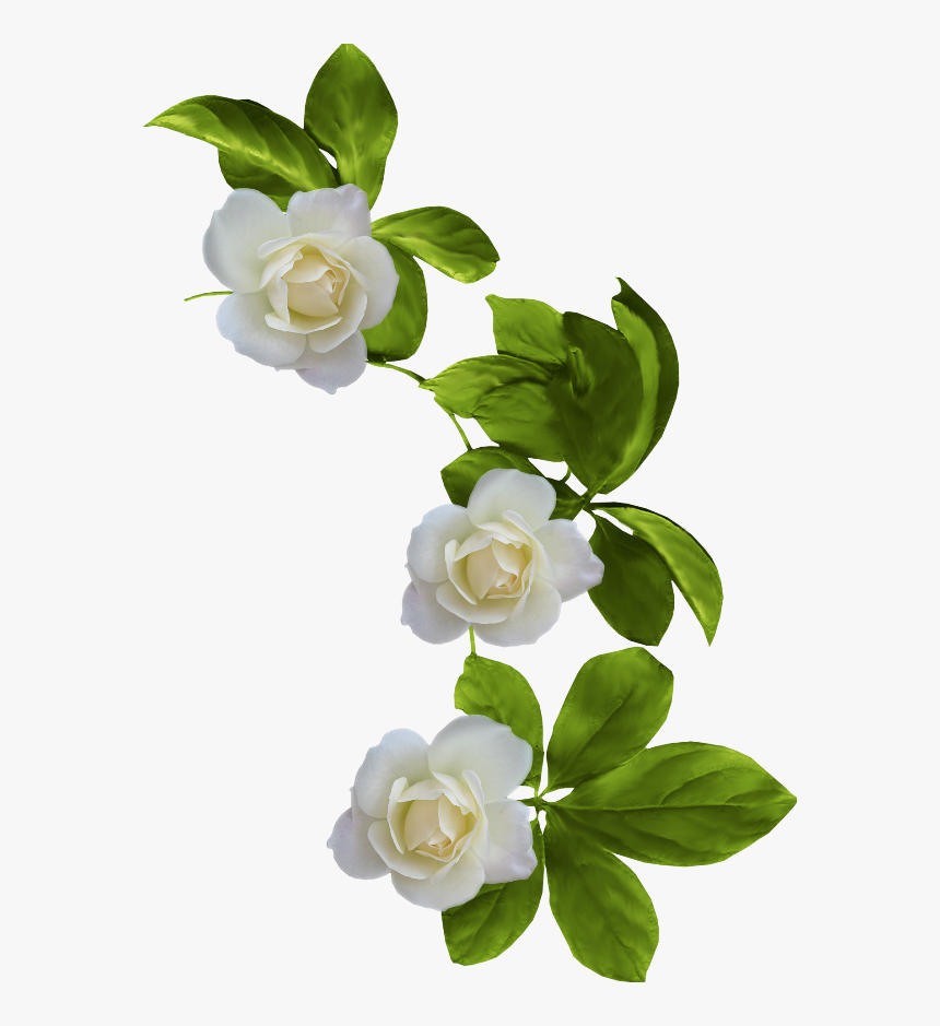 Transparent Background Gardenia Png, Png Download