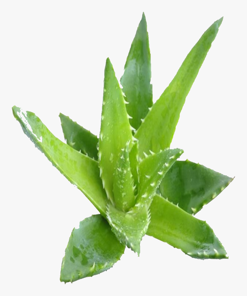 Z 646 Z 646 - Aloe Vera Plante Png, Transparent Png
