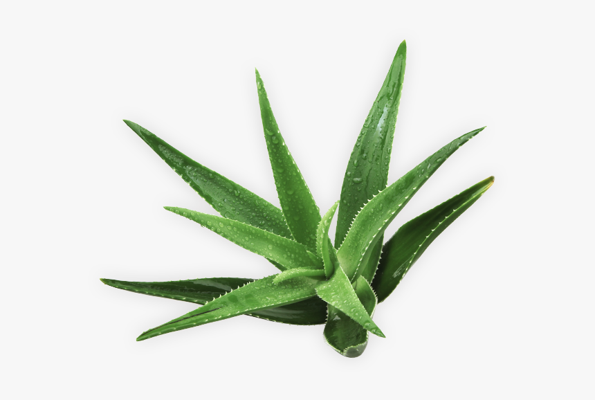 Agave, HD Png Download