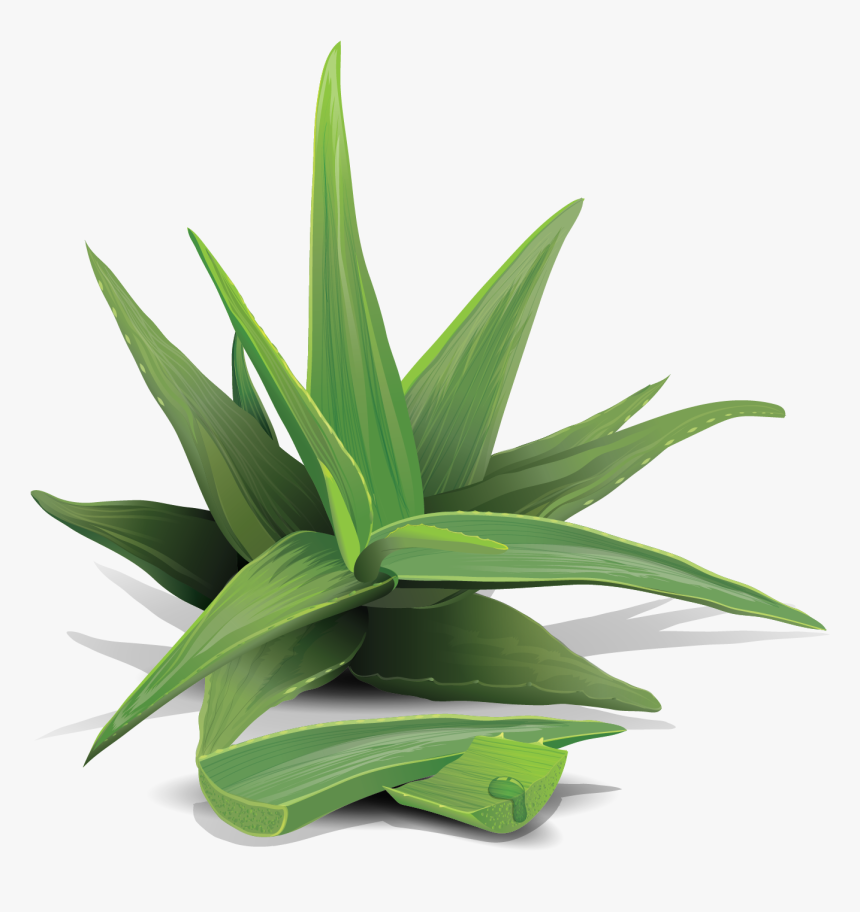 Grass, HD Png Download