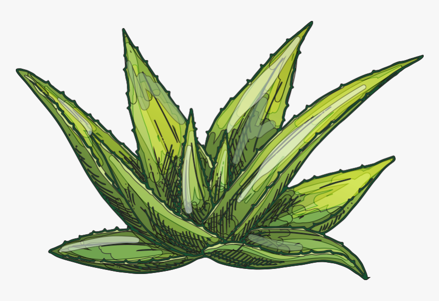 Agave, HD Png Download