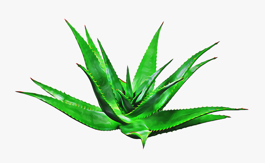 Agave, HD Png Download