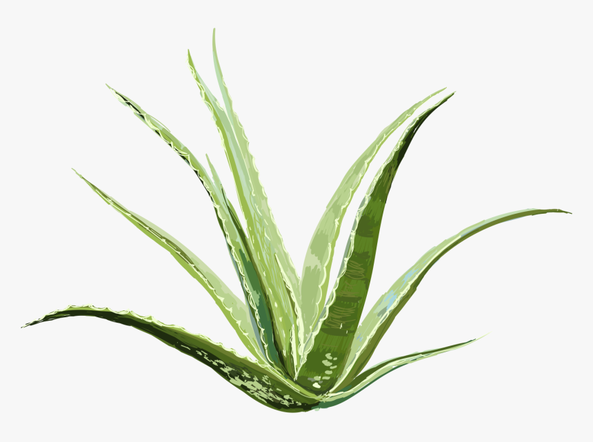 Agave, HD Png Download