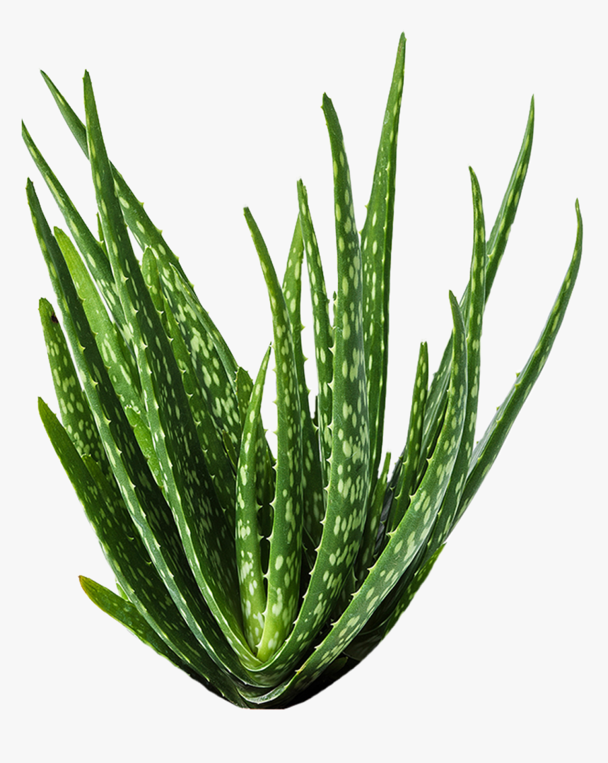 Aloe Vera Medicine Plants, HD Png Download