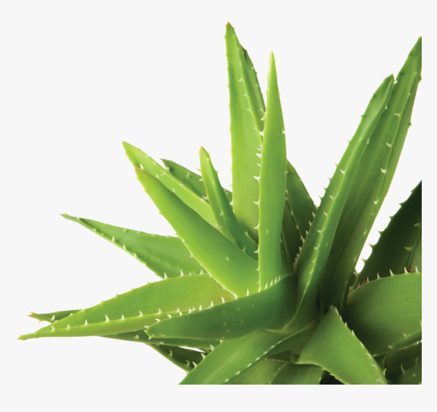 Agave, HD Png Download